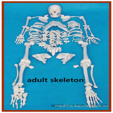 Disartikuliertes volles menschliches Skelett, 170cm großes erwachsenes Skelett mit Schädel